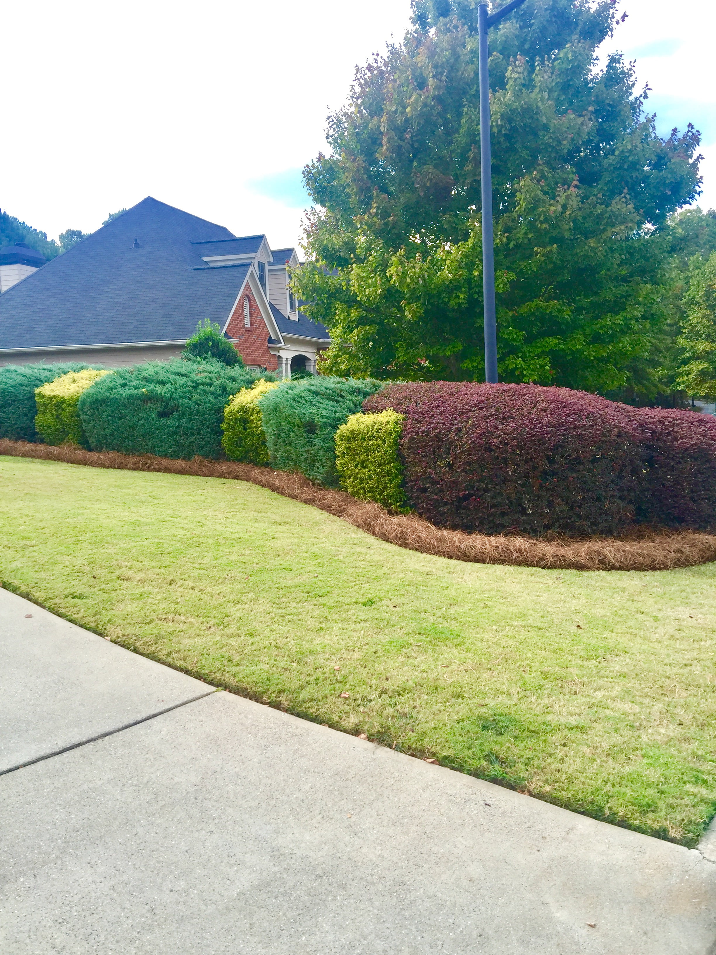 Premium Long Needle | Pine Straw Mulch | 300 Sqft